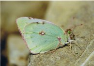 Greek Clouded Yellow 2003 - Clive Burrows