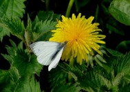 Green-veined White 2011 - Dave Miller Green-veined White 2011 - Dave Miller