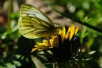 Green-veined White 2011 - Lee Browne Green-veined White 2011 - Lee Browne