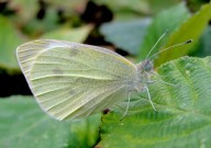 Small White 2010 - Dave Miller