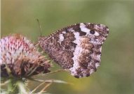 Great Banded Grayling 2003 - Clive Burrows