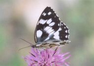 Marbled White 2003 - Clive Burrows