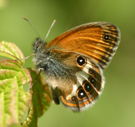 Butterfly Conservation Hertfordshire and Middlesex Bran