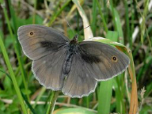 Meadow Brown 2013 - Dave Miller