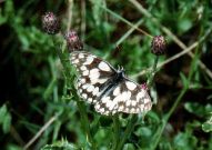 Marbled White 2002 - Keith Mitchell