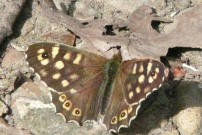 Speckled Wood 2010 - Brian Knight