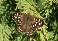 Speckled Wood 2010 - Lee Hurrell