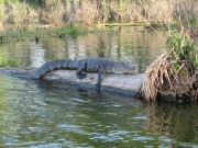 Alligator 2010 - John Fisher Alligator 2010 - John Fisher