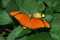 Dryas Julia 2005 - Bob Hasra