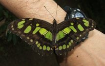 Malachite Green 2005 Costa Rica - Bob Hasra
