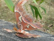 Atlas moth Cambodia 2010 - Tony Clancy