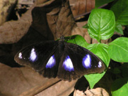 Great Egg Fly 2007 - Richard Bigg Great Egg Fly 2007 - Richard Bigg