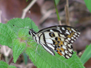 Lime or Lemon Butterfly 2007 - Richard Bigg Lime or Lemon Butterfly 2007 - Richard Bigg