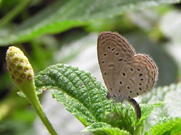 Pygmy Grass Blue 2007 - Richard Bigg