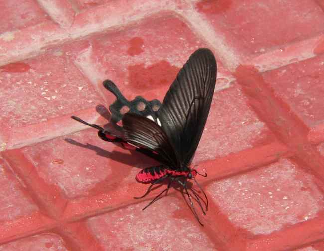 Indian Butterflies