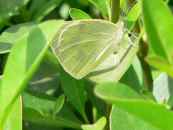 unknown Indian butterfly