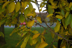 Autumn buds already visible - Liz Goodyear