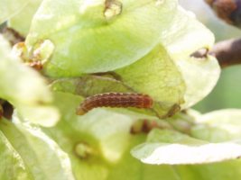 Larva of Brick moth and feeding damage - Martin Greenland