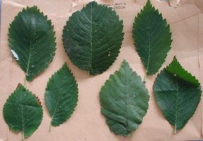 A selection of elm leaves