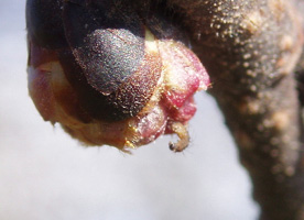 1st instar larva  - Martin Greenland
