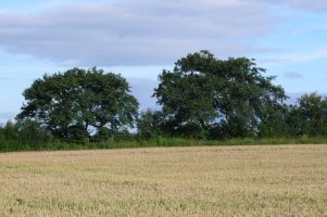 SJ7323 hedgerow elm in target 1km - Gavin Woodman