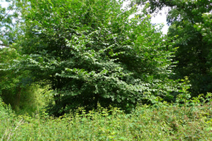 Elm in woodland clearing 2km level SJ9228 - Gavin Woodman