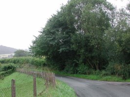 SO1589 roadside elm found at 10km level - Andrew Middleton