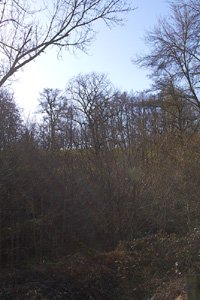 SO4320 tall wych elm seen in woodland - Liz Goodyear