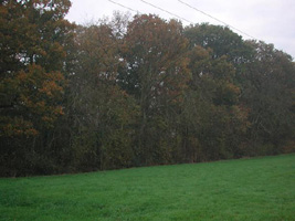 SP4458 - wood edge elm in the 1km target - Andrew Middleton