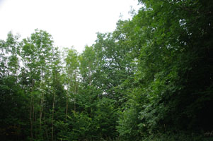ST8372 woodland elm in 1km target - Liz Goodyear