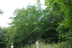 ST8372 woodland elm in 1km target  - Liz Goodyear