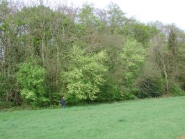 SU6554 non-flowering hedge elm - Andrew Middleton