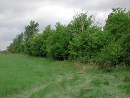 SU9273 non-flowering hedge elm - Andrew Middleton