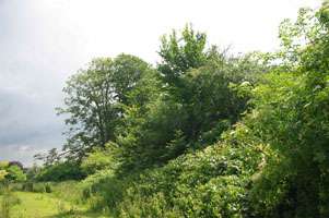 SU9917 hedgerow elm at 2km level near Coates church - Liz Goodyear