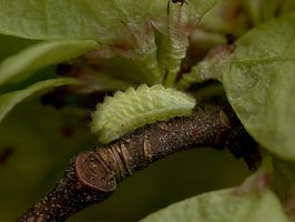 mature larvae on twig - Steve Cheshire