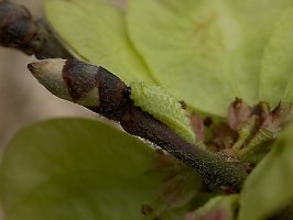 mature larvae on twig - Steve Cheshire