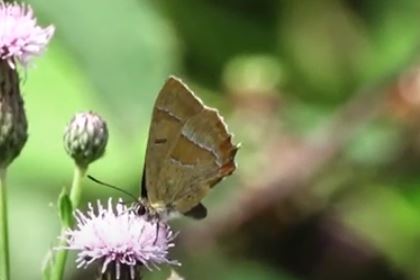 Brown Hairstreaks Ruislip Gardens 11 Aug