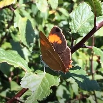 Brown Hairstreak video clip