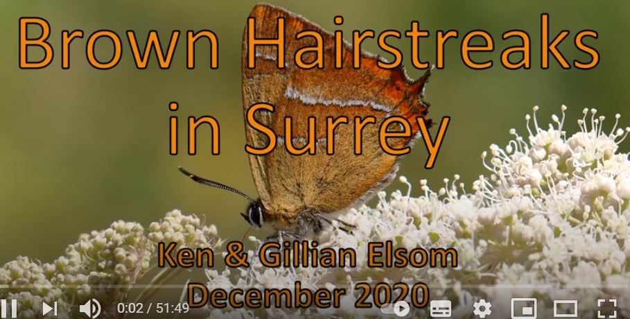 Brown Hairstreaks in Surrey
