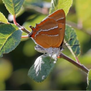 Brown Hairstreaks Surrey video