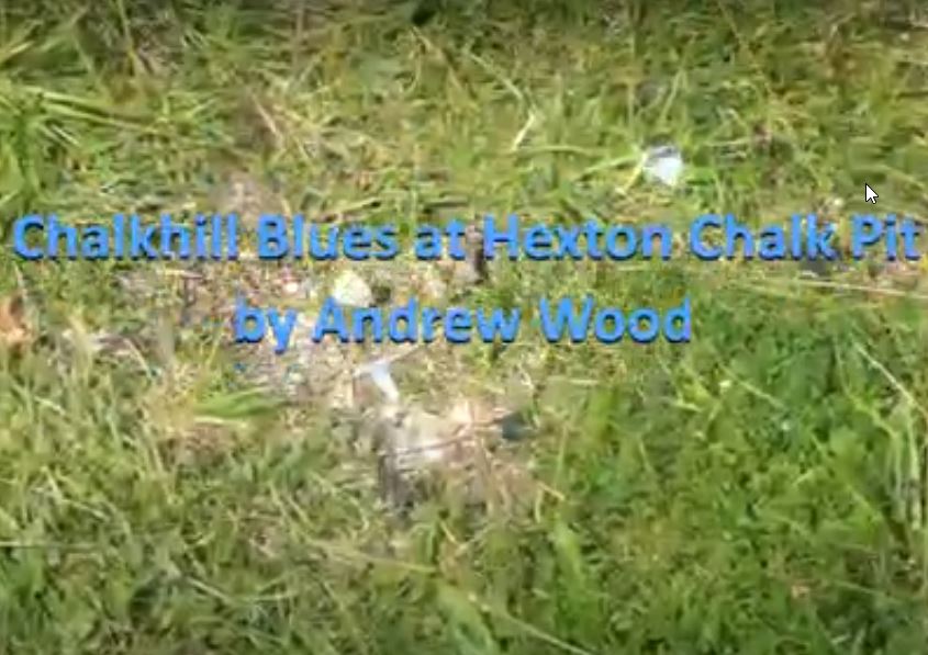 Chalkhill Blues Hexton Chalk Pit - Andrew Wood