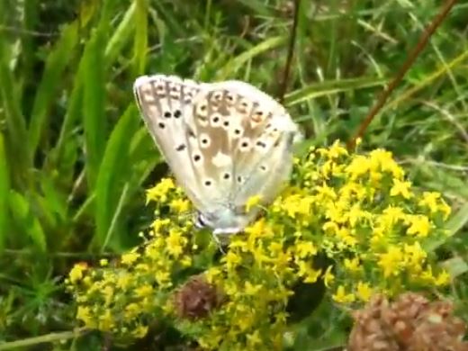 Chalkhill Blues Hexton CP 21 Jul