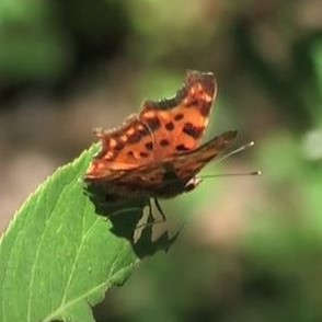 Comma video clip