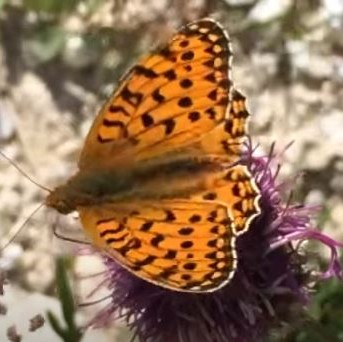 Dark Green Fritillary video clip