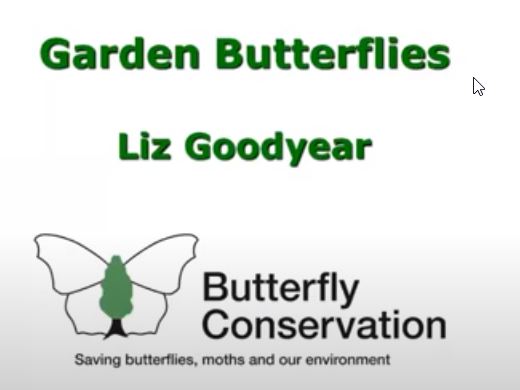 Garden Butterflies - Liz Goodyear