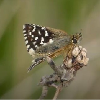 Grizzled Skipper video clip