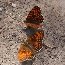 Heath Fritillary video clip