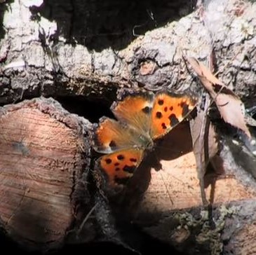 Large Tortoiseshell video clip