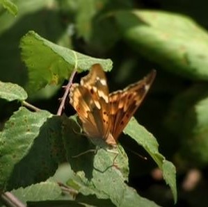 Lesser Purple Emperor video clip