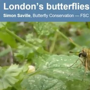 London Butterflies video clip